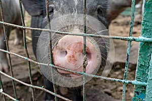 Black cute pig with a pink snout nose close up behind the metal mesh fence in the country farm