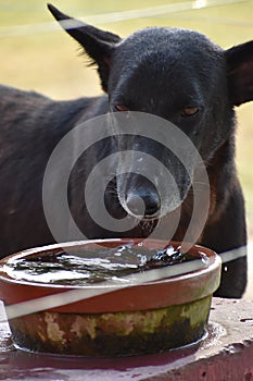 Black cute street dog drinking water from a stone bowl outside