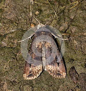 Black Cutworm Moth (Agrotis ipsilon) roosting on the ground, dorsal view.