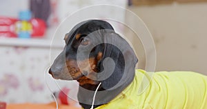 black dachshund dog donning a yellow T-shirt and wired headphones listens to music