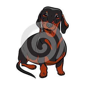 Black Dachshund Dog. Hand-drawn Dog. Realistically Painted Dachshund. Stock vecktor illustration. White background. Heart icon