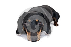 Black dachshund dog