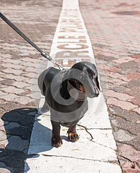 Black dachshund on polar circle in Rovaniemi, Finland