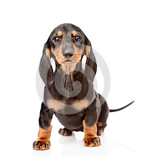 Black dachshund puppy sitting in front view. isolated on white background