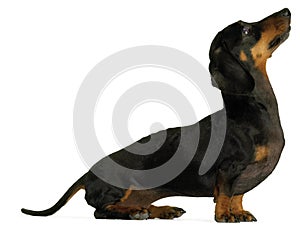 Black dachshund sausage dog puppy