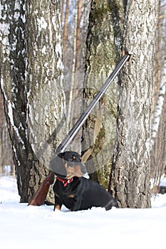 Black dachshund and shotgun near the birch tree in winter forest