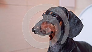 Black dachshund sits quietly finding cozy spot in bathroom
