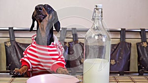 Black dachshund sits at table with bottle of milk and plate