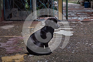 Black dachshund sitting resting photo