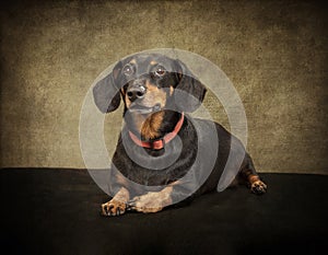 Black Dachshund On Textured Background With Copyspace photo