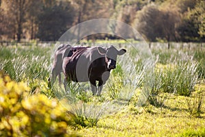 Black Dairy cow walking by a green meadow, with a trees on the background