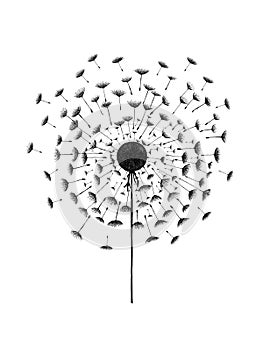 Black Dandelion flower