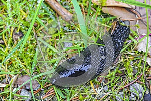 Black dark brown snail crawls along forest floor in Germany