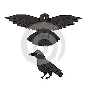 Black or dark gray crows. Cartoon vector flying and standing ravens illustration. Cut out set of two birds