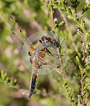 Black darter dragonfly macro