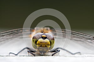 Black darter dragonfly macro