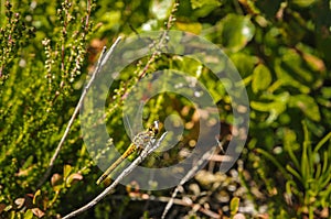 Black Darter Dragonfly, Sympetrum danae