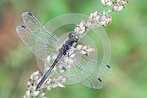 Black darter, Sympetrum danae