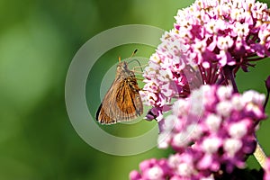 Black Dash Skipper Butterfly on Milkweed   601412