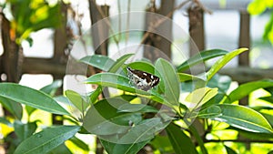 The black dash skipper on leaves