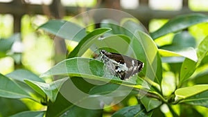 The black dash skipper on leaves