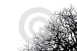 Black dead tree silhouette