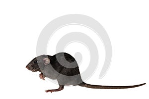 Black decorative rat isolated on a white background. Mouse for cutting and copying. Photo of a rodent for the