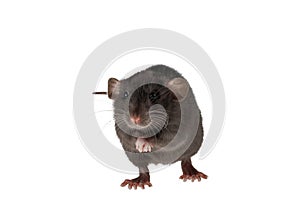 Black decorative rat isolated on a white background. Mouse for cutting and copying. Photo of a rodent for the
