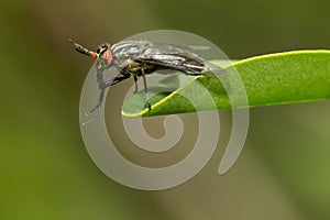 Black Deer Fly - Chrysops niger