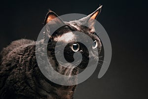 black Devon Rex cat on a dark background