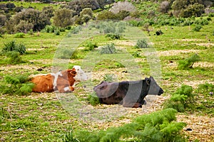 Black dexter cow and red simmental cattle in a green meadow field