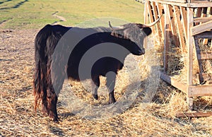 Black Dexters - Irish breeds of small cattle at the farm