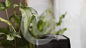 Black diffuser with home plants. Air Humidification. Black humidifier works, there is steam