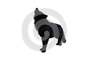 Black Dire Wolf howling. 3d illustration isolated on white background