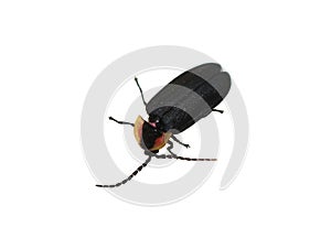 Black diurnal firefly Lucidota atra on white