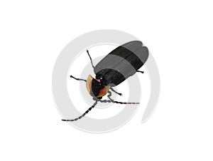 Black diurnal firefly Lucidota atra on white photo