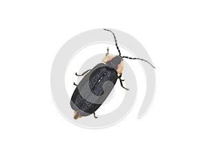 black diurnal firefly on white background photo