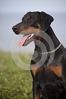 Black doberman