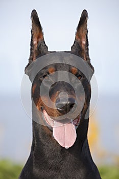 Black doberman