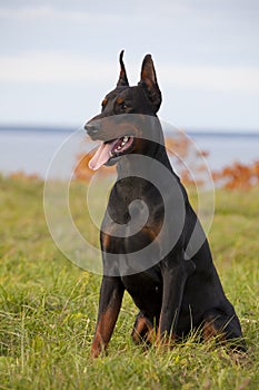 Black doberman