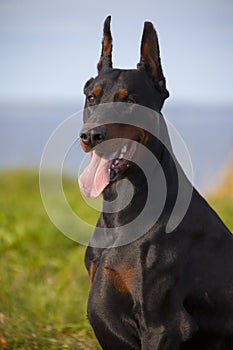 Black doberman