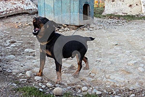 Black Doberman barking on the chain showing teeth and his anger