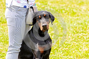 A black Doberman dog sits next to his mistress while walking in the park