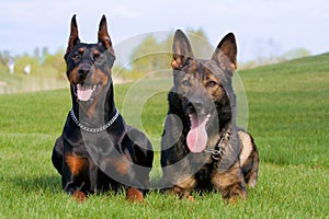 Black doberman and german sheep-dog