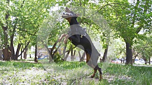Black doberman performs commands in the park