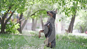 Black doberman performs commands in the park