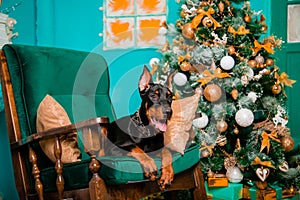 A black Doberman Pinscher puppy lies in a rocking chair near a Christmas tree