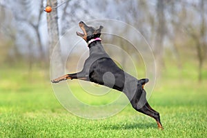 Black doberman play toy