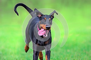 Black doberman portrait