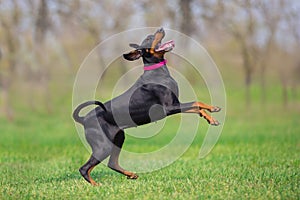 Black doberman portrait